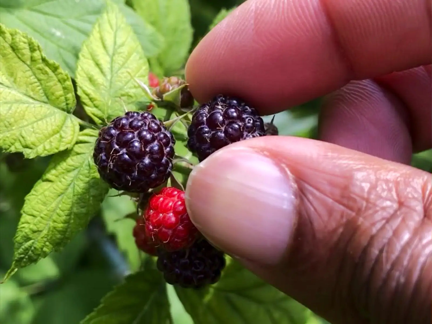 Close-up of a hand picking a ripe wild blackberry during a nature hike.